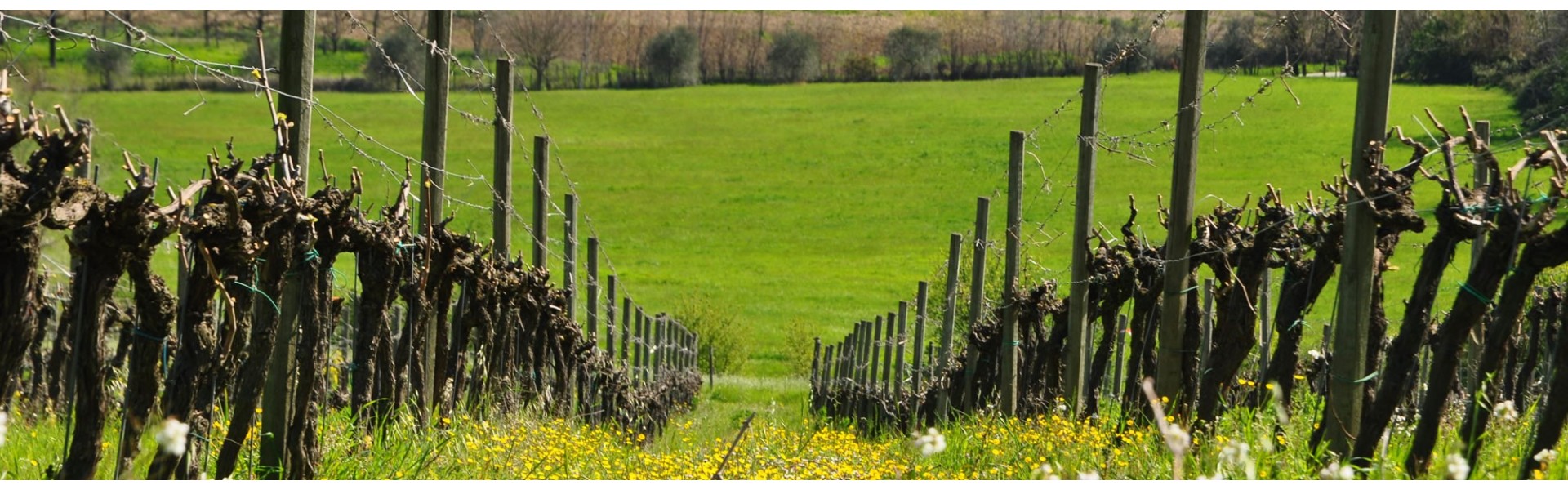 banner-slide2